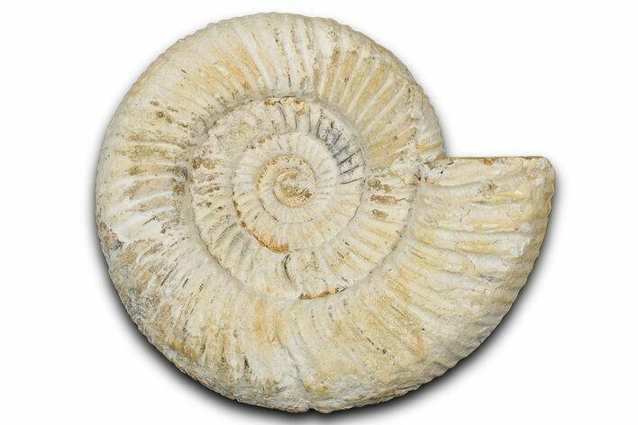 Jurassic Ammonite (Perisphinctes) Fossil - Madagascar #337687
